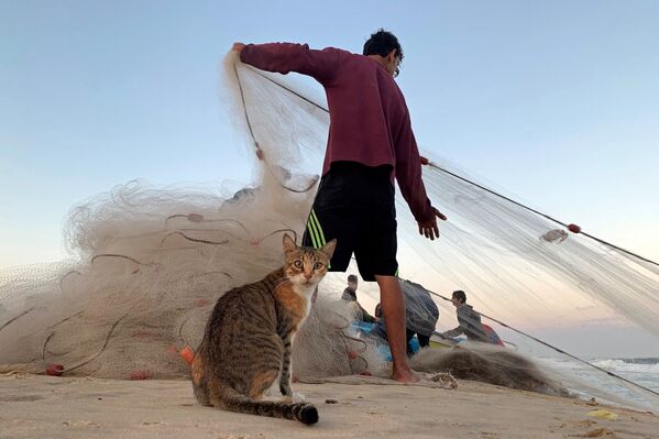 砂浜のネコと漁師　ガザ地区 - Sputnik 日本
