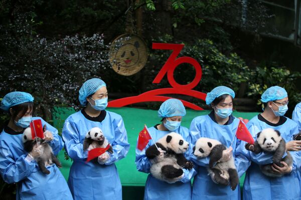 2019年生まれのパンダの子どもたち　中国建国70周年記念イベントで - Sputnik 日本