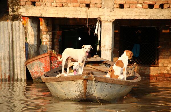 浸水した家で船に乗る犬たち　インド　プラヤーガラージ - Sputnik 日本