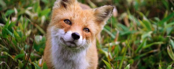 ウループ島のキツネ ウループ島のキツネ - Sputnik 日本