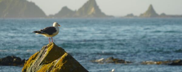 ウループ島のカモメ ウループ島のカモメ - Sputnik 日本