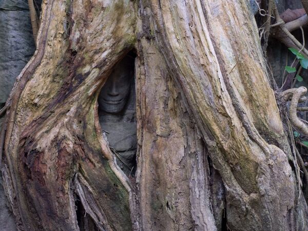 カンボジア、タ・プローム遺跡群にある、木の窪みから神秘的に覗く像 - Sputnik 日本