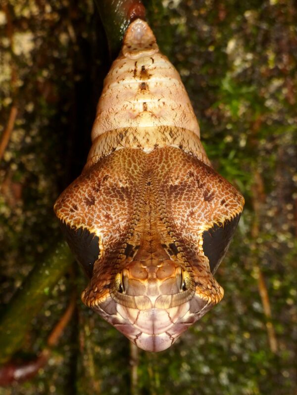 これはヘビ？それとも芋虫？いや、これはヘビの頭をもった芋虫！ - Sputnik 日本