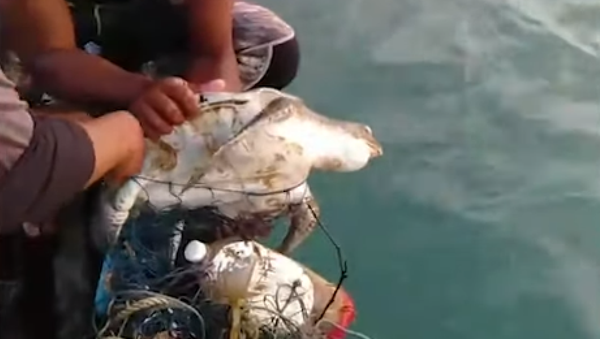 タイの漁師たちが漁網に絡まったカメを助ける - Sputnik 日本