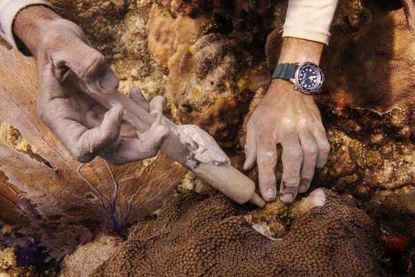 治療用のクリームを感染したサンゴに注入 - Sputnik 日本