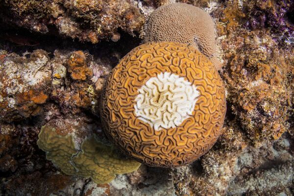 サンゴ「ジプロリア・ラビチフォルミス」 - Sputnik 日本