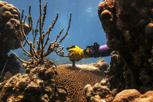 米領セント・トーマス島で科学者が死んだサンゴを取り除く - Sputnik 日本