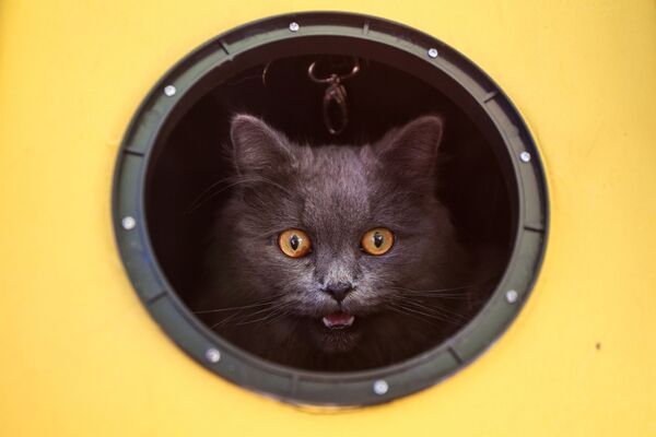 運ばれる際に丸穴からのぞくネコ - Sputnik 日本