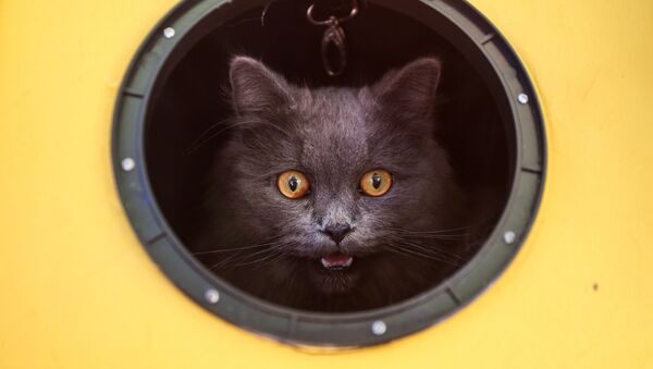 運ばれる際に丸穴からのぞくネコ - Sputnik 日本