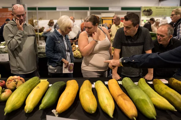 2019年英国ハロゲイトの巨大野菜コンクールで、キュウリを見る入場者たち 2019年英国ハロゲイトの巨大野菜コンクールで、キュウリを見る入場者たち - Sputnik 日本