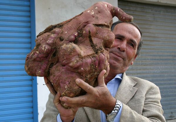 レバノンの農家カリル・セムハットさん、自作の巨大ジャガイモと。2008年 - Sputnik 日本
