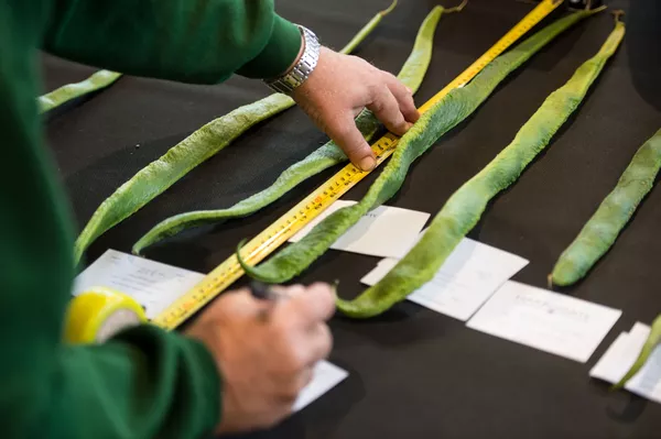 2018年ハロゲイト巨大野菜展での豆の計測 2018年ハロゲイト巨大野菜展での豆の計測 - Sputnik 日本