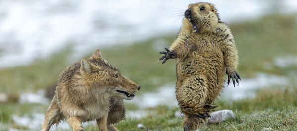 写真コンテスト「2019 Wildlife Photographer of the Year」優勝者、ヤンキン・バオさんの作品「瞬間」 写真コンテスト「2019 Wildlife Photographer of the Year」優勝者、ヤンキン・バオさんの作品「瞬間」 - Sputnik 日本