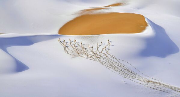 中国の写真家シャンジェン・ファンさんの「雪原の遊牧民」。雪で覆われた斜面にチルーの群れが足跡を残している - Sputnik 日本