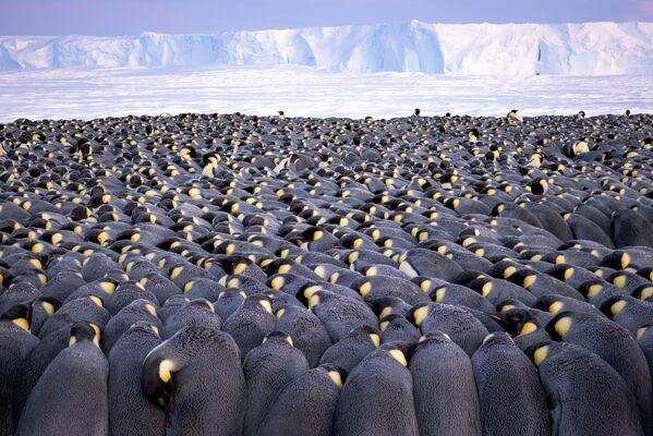 ドイツの写真家ステファン・クリストマンさんの「ぎっしり詰まった輪」。南極大陸アトカ湾氷上で風除けする、皇帝ペンギンのオス５千匹以上 - Sputnik 日本