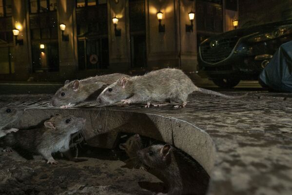 英国の写真家チャーリー・ハミルトン・ジェイムズさんの「ネズミの群れ」。ニューヨーク、マンハッタンで撮影 - Sputnik 日本
