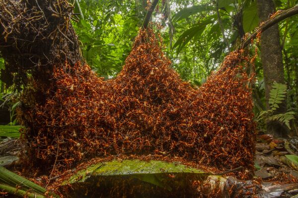 米国の写真家ダニエル・クロナウアーさんの「建築軍」。隙間なく並んだアリたちが作り上げたネットワーク。アリは身体を使って、幼虫のための部屋とトンネルを作った - Sputnik 日本