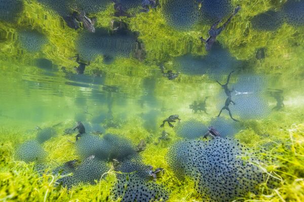イタリアの写真家マニュエル・プライクナーさんの「池の世界」。カエルの集団移動の様子がとらえられている - Sputnik 日本