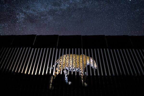 メキシコの写真家アレジャンドロ・プリエトさんの「不法移民がまた一人」。ジャガーの姿が映されている。ジャガーは現在、米国でほぼ姿を消した - Sputnik 日本