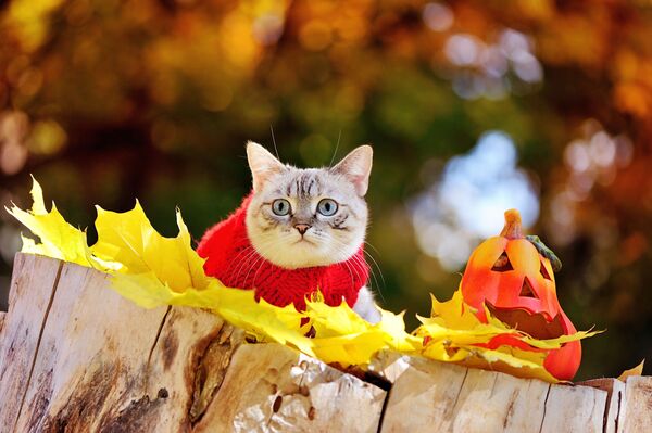 セーターを着た猫とかぼちゃ - Sputnik 日本
