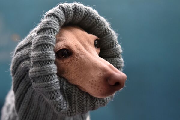 暖かいセーターを着たイタリアン・グレイハウンド、　キルギスの首都ビシュケクで開かれた犬の展示会にて - Sputnik 日本