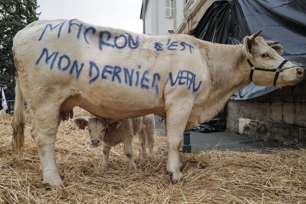 農場経営者が牛の体にスローガンを書いて抗議、フランス - Sputnik 日本