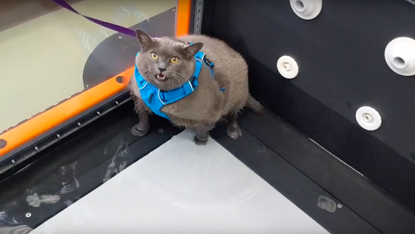 スポーツは嫌いだニャ　ウォーキングマシーンに載せられた太っちょ猫の怠惰ぶりにネット爆笑 - Sputnik 日本