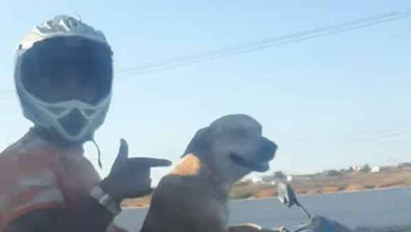 バイク犬が人間を乗せて疾走！　ブラジル - Sputnik 日本