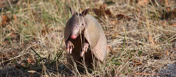 アルマジオ - Sputnik 日本
