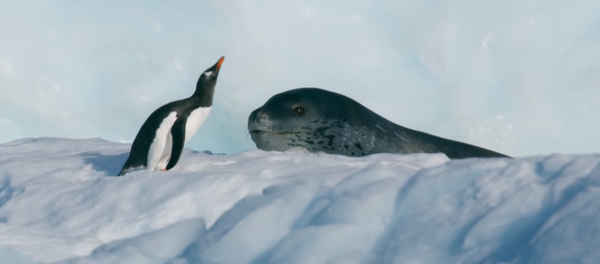 「食べないで!」 ペンギンがヒョウアザラシに必死の命乞い 「食べないで!」 ペンギンがヒョウアザラシに必死の命乞い - Sputnik 日本