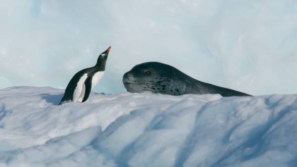 「食べないで！」　ペンギンがヒョウアザラシに必死の命乞い - Sputnik 日本