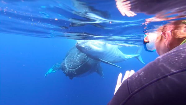 自然と対面：ダイバーがクジラの親子と出会う - Sputnik 日本