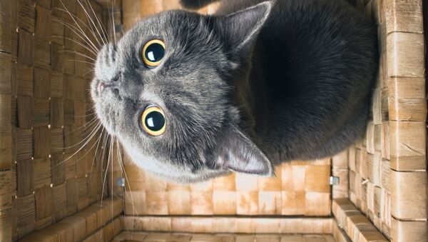 猫（アーカイブ写真） - Sputnik 日本