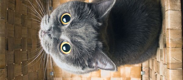 猫 - Sputnik 日本