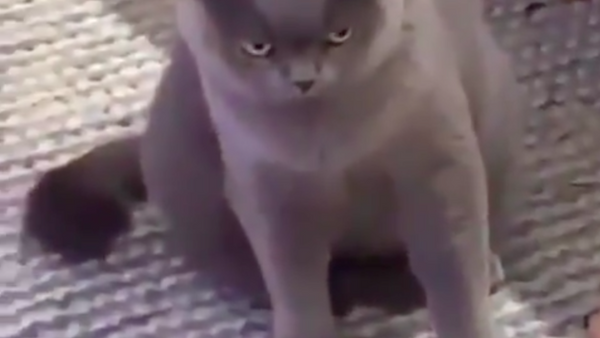 嫉妬に溢れた猫！　ある動画が話題に - Sputnik 日本
