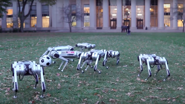 本当に子犬みたい：ボストン・ダイナミクス社の四つ足ロボットの散歩 - Sputnik 日本