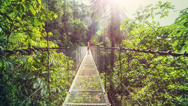 コスタリカのジャングルでの散歩　中央アメリカ - Sputnik 日本