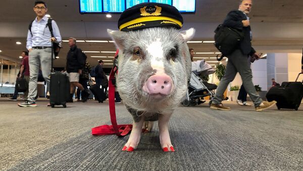 米空港が豚を採用？　世界初の空港セラピー豚が活躍中 - Sputnik 日本