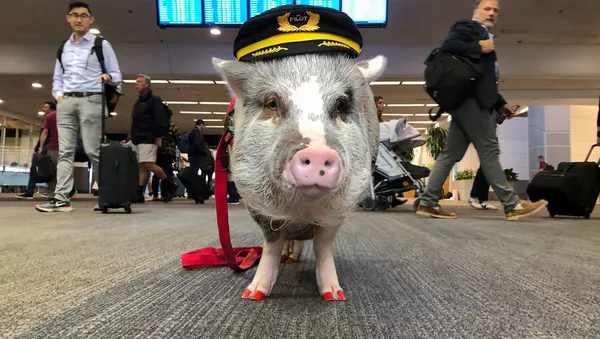 米空港が豚を採用？　世界初の空港セラピー豚が活躍中