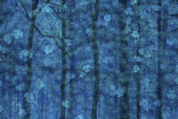 「自然の芸術」部門入賞作品　「木々の中に育つ幸福」　シモーヌ・バウマイスター（ドイツ） - Sputnik 日本