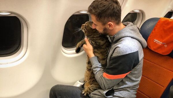 Михаил Галин и его кот Виктор в самолете - Sputnik 日本