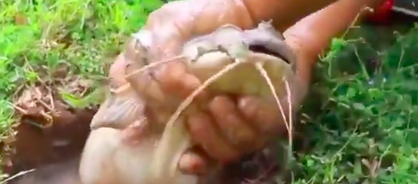 びっくり動画を公開　炭酸水を使った精巧なトリックでオオナマズを捕獲　 - Sputnik 日本