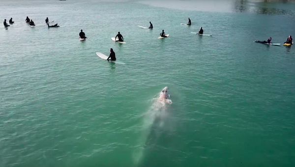 カリフォルニア　巨大クジラがサーファー集団に忍び寄る - Sputnik 日本