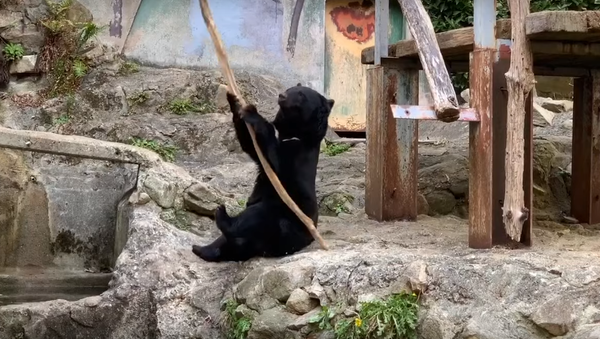 毎日の厳しい鍛錬…日本の動物園でクマが本物のカンフーを披露 - Sputnik 日本