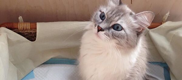 ドミートリー・メドヴェージェフ首相の愛猫ミールカ。子猫が産まれた時、ロシアの首相の愛猫が産んだ子猫を引き取りたいという希望者が殺到した ドミートリー・メドヴェージェフ首相の愛猫ミールカ。子猫が産まれた時、ロシアの首相の愛猫が産んだ子猫を引き取りたいという希望者が殺到した - Sputnik 日本