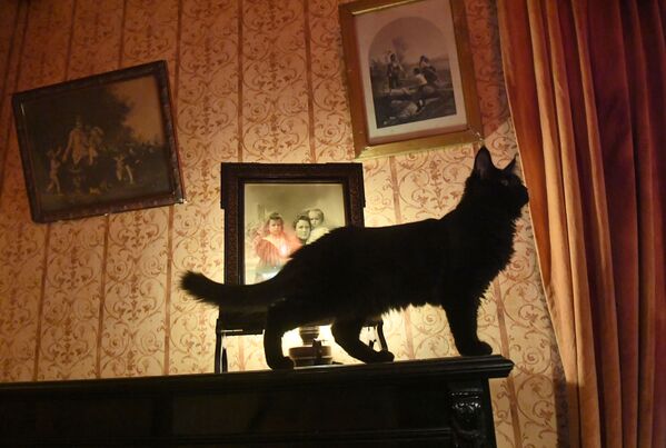 モスクワにあるブルガーコフの家博物館に住む猫のベゲモート。ベゲモートはブルガーコフの小説「巨匠とマルガリータ」に登場する猫 - Sputnik 日本