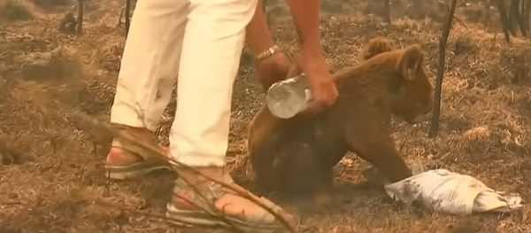 勇敢な女性が森林火災の中からコアラを救助 オーストラリア 勇敢な女性が森林火災の中からコアラを救助 オーストラリア - Sputnik 日本