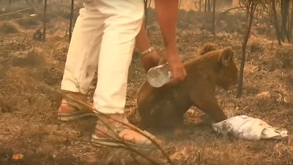 勇敢な女性が森林火災の中からコアラを救助　オーストラリア - Sputnik 日本