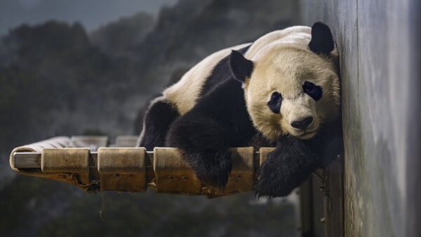 ワシントンの動物園で一休みするジャイアントパンダ　米国 - Sputnik 日本