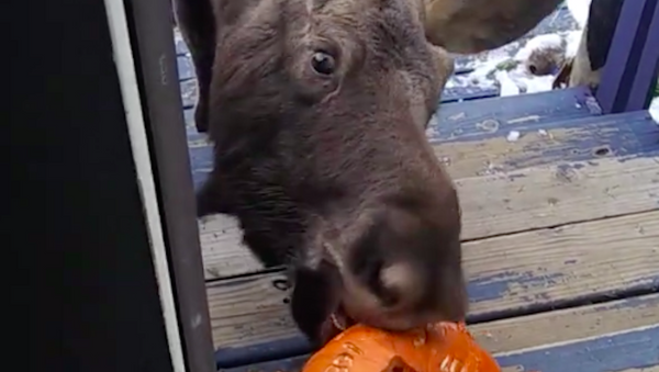 カボチャを食べてもいいですか？アラスカでヘラジカが民家を訪れる - Sputnik 日本